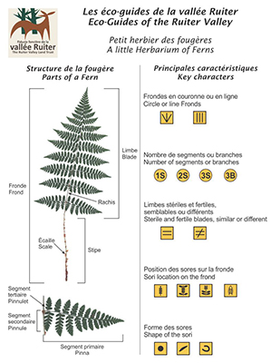 Brochure Petit herbier des fougères