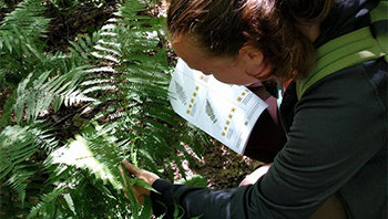 Formation sur l'identification des arbres