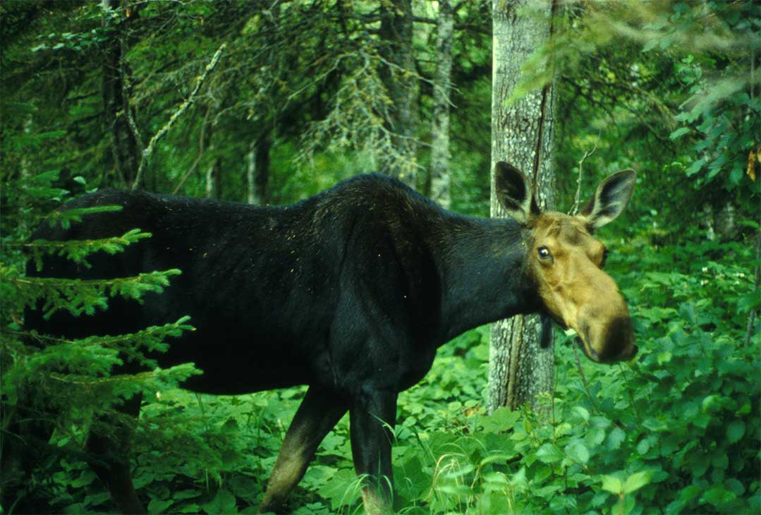 Photo de faune Fiducie foncière de la vallée Ruiter